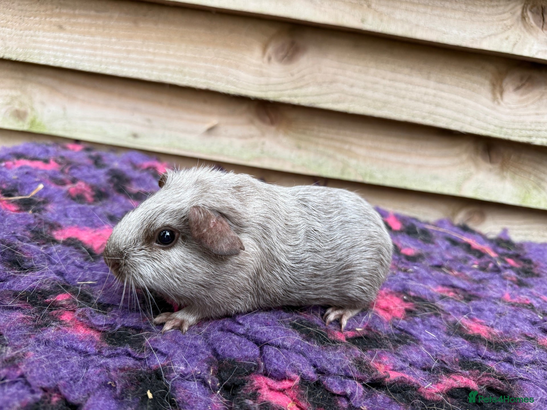 Guinea Pig rodents Female guinea pigs forsale  - Advert 1