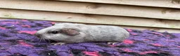 Guinea Pig rodents for sale: Female guinea pigs forsale  - Advert 1