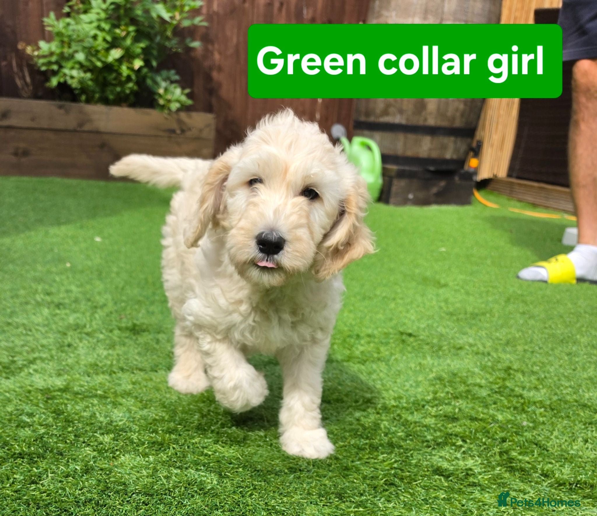 Goldendoodle dogs READY TO GO!!! Multigene. Goldendoodle Puppies - Advert 1