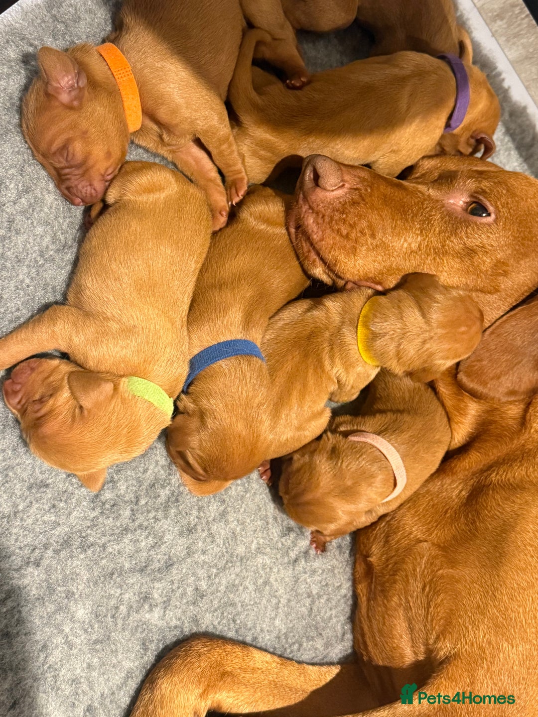 Hungarian Vizsla dogs for sale: KC registered Hungarian Viszla puppies - Advert 5