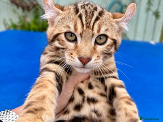 Keetso cats superb rare golden curled eared keetso male - Advert 2