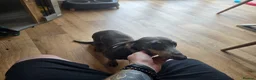 Dachshund dogs for sale: Blue dash - Advert 3