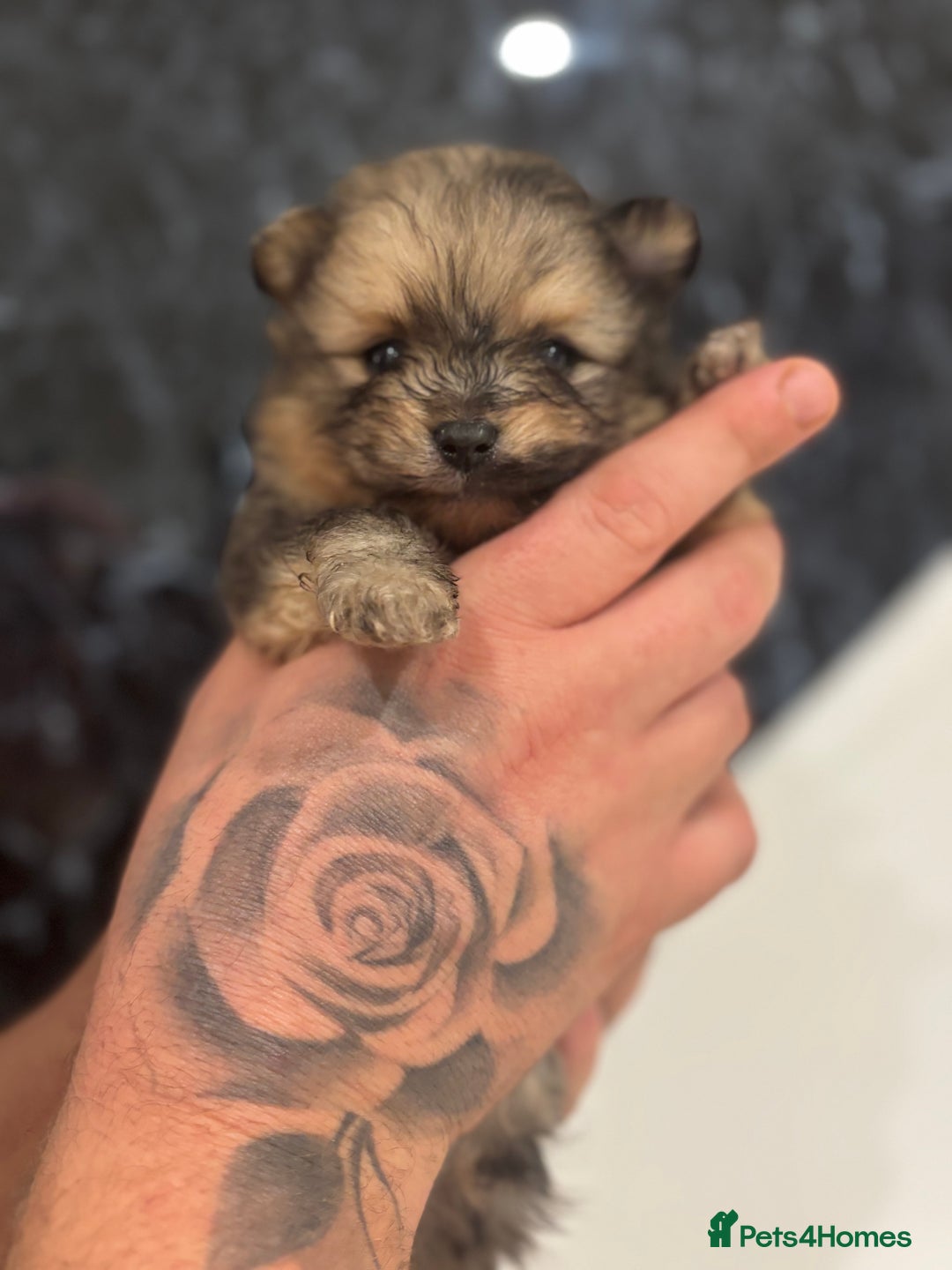 Pomeranian dogs for sale: Kc registered Pomeranians  - Image 17