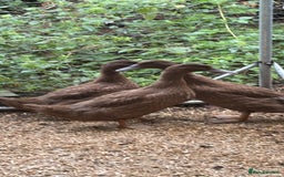 Ducks poultry for sale: Khaki Cambell ducks  - Image 2
