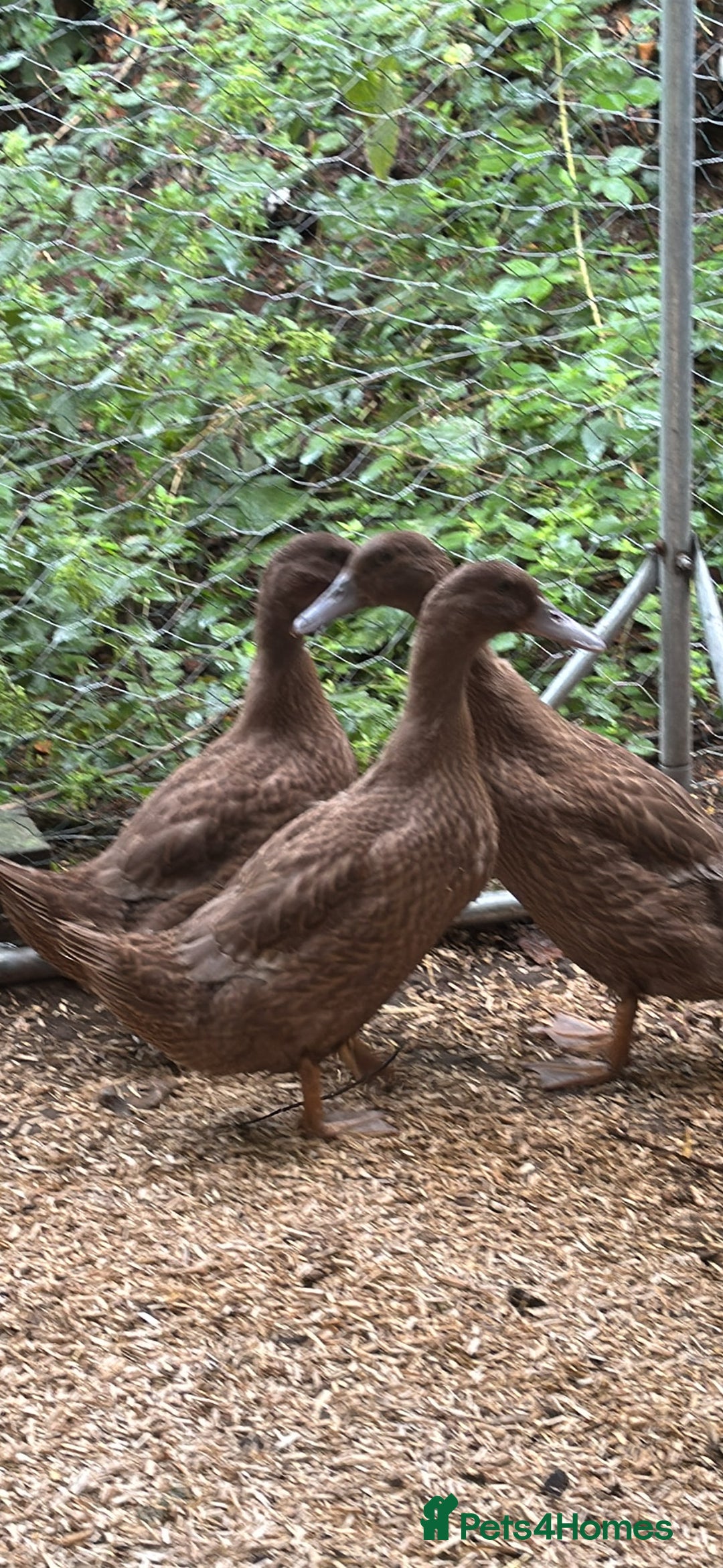 Ducks poultry for sale: Khaki Cambell ducks  - Image 2