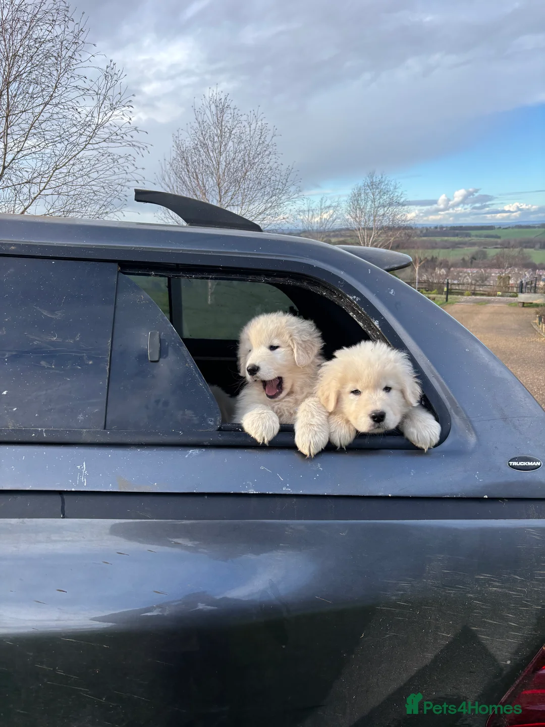 Maremma Sheepdog dogs for sale: Maremma sheepdog puppies - Advert 7