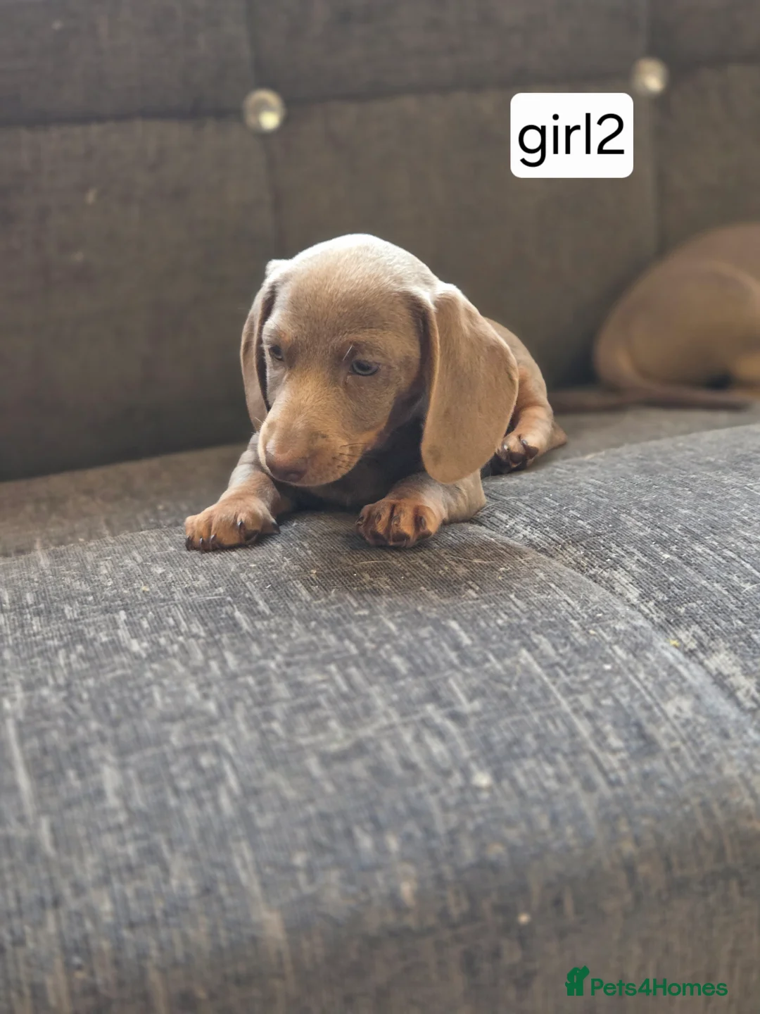 Miniature Dachshund dogs for sale: Niniature  dachshund in Birmingham - Advert 2