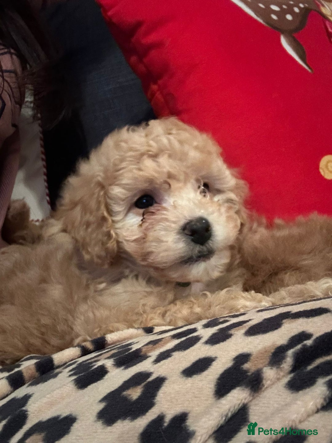 Maltipoo dogs for sale: Stunning Toy Maltipoo pups ❤️ ready on Wednesday! - Advert 30