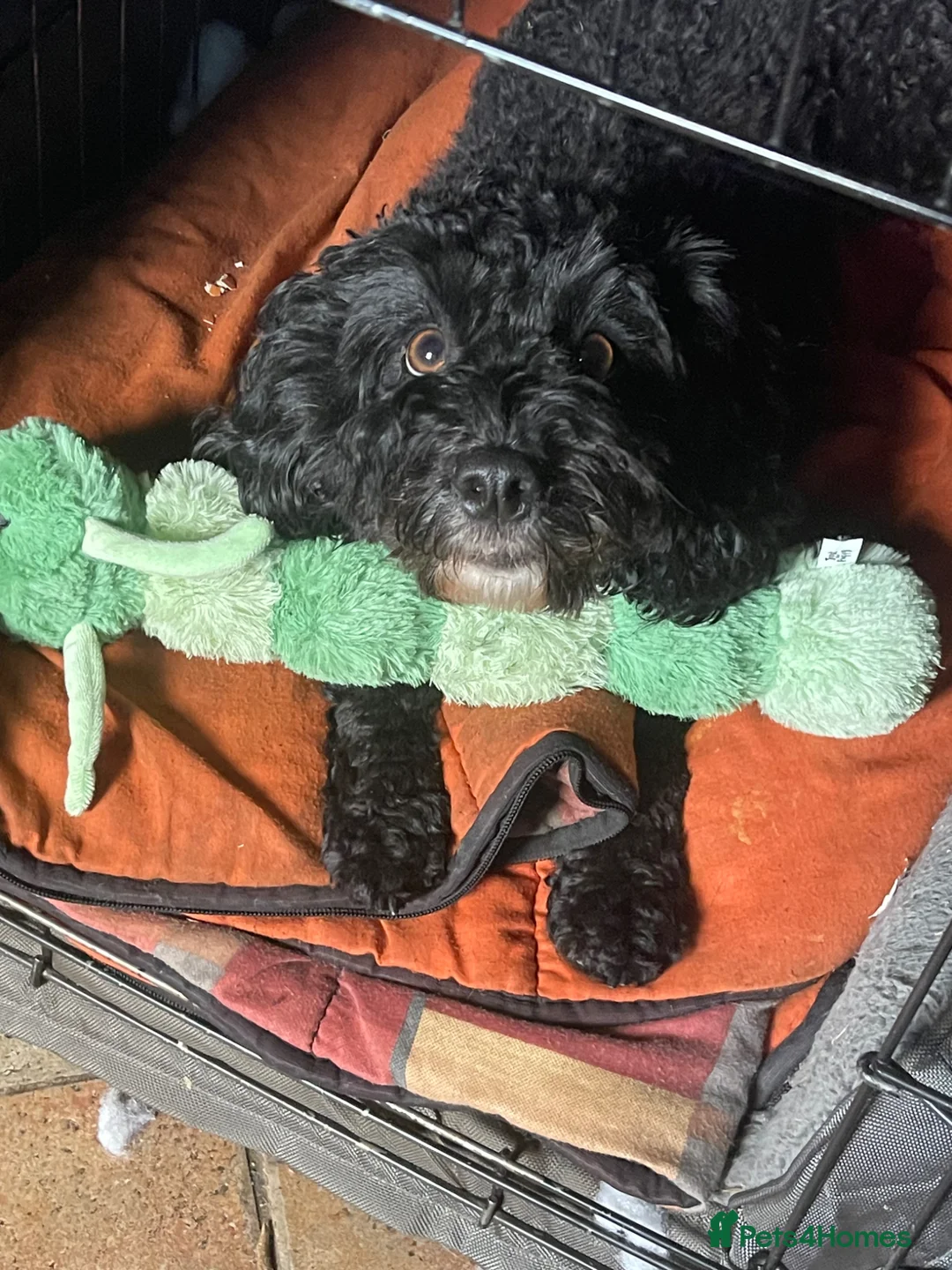Cockapoo dogs for sale: 2 year old female black cockapoo, Roxy ❤️ - Advert 9