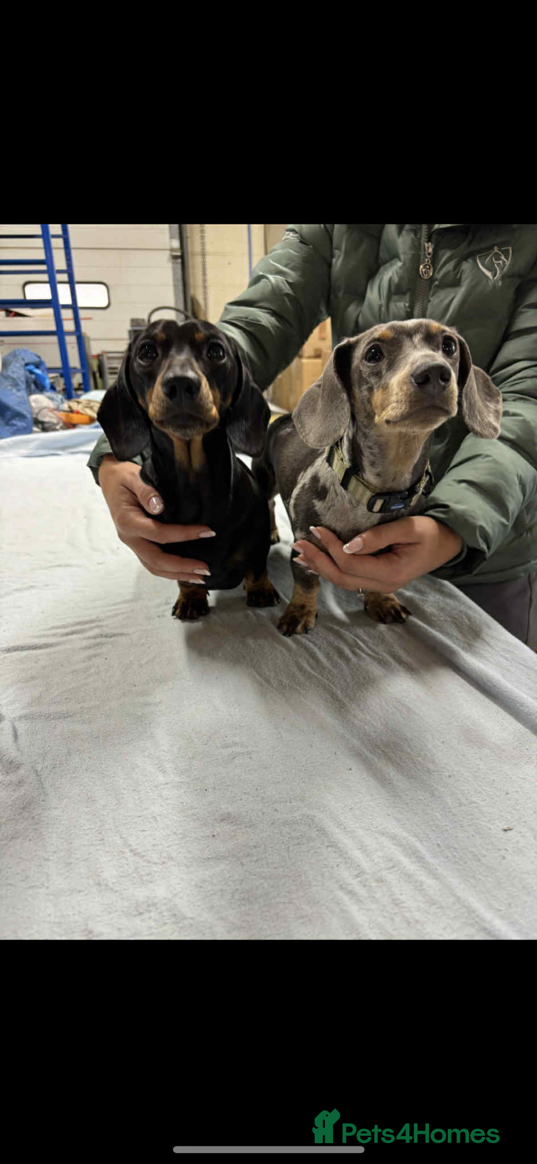Miniature Dachshund dogs for sale: Miniature dachshund smooth haired black&tan kc reg - Advert 2