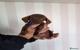 Dachshund dogs for sale: Adorable miniature dachshunds - Image 10