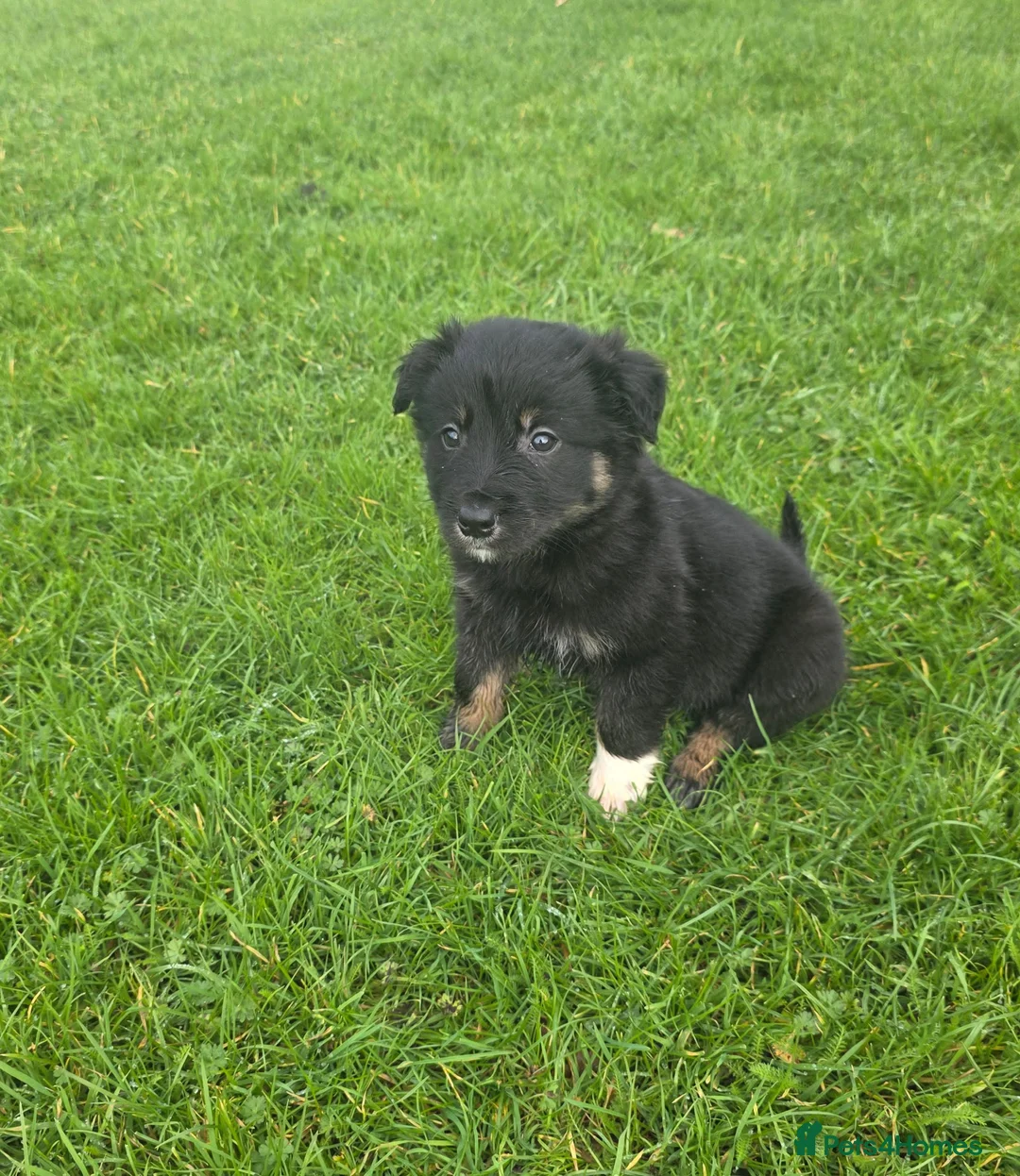 Golden Shepherd dogs for sale: Golden shepherd puppies  in Romford - Advert 15