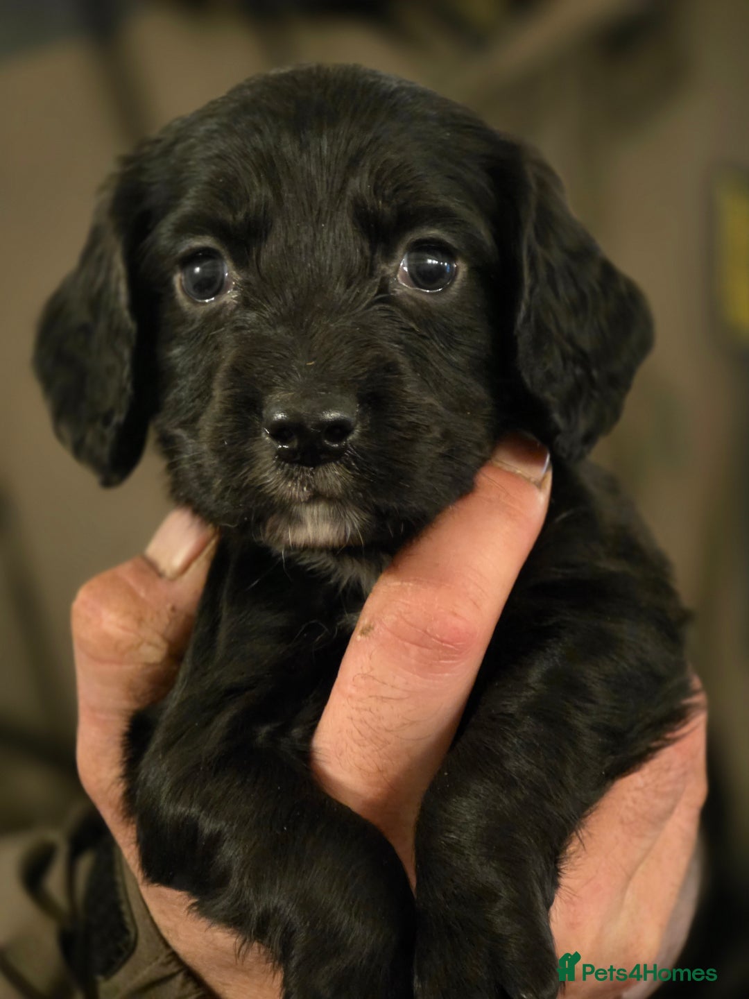 Cocker Spaniel dogs for sale: A stunning litter of cocker spaniel puppies  - Advert 6