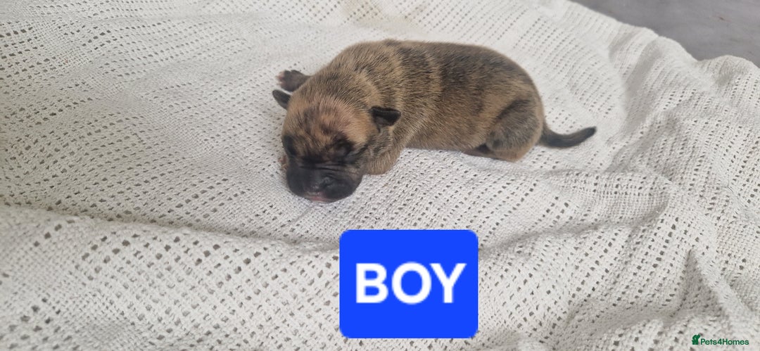 Mixed Breed dogs for sale: 8 Bully X Puppies  - Image 10