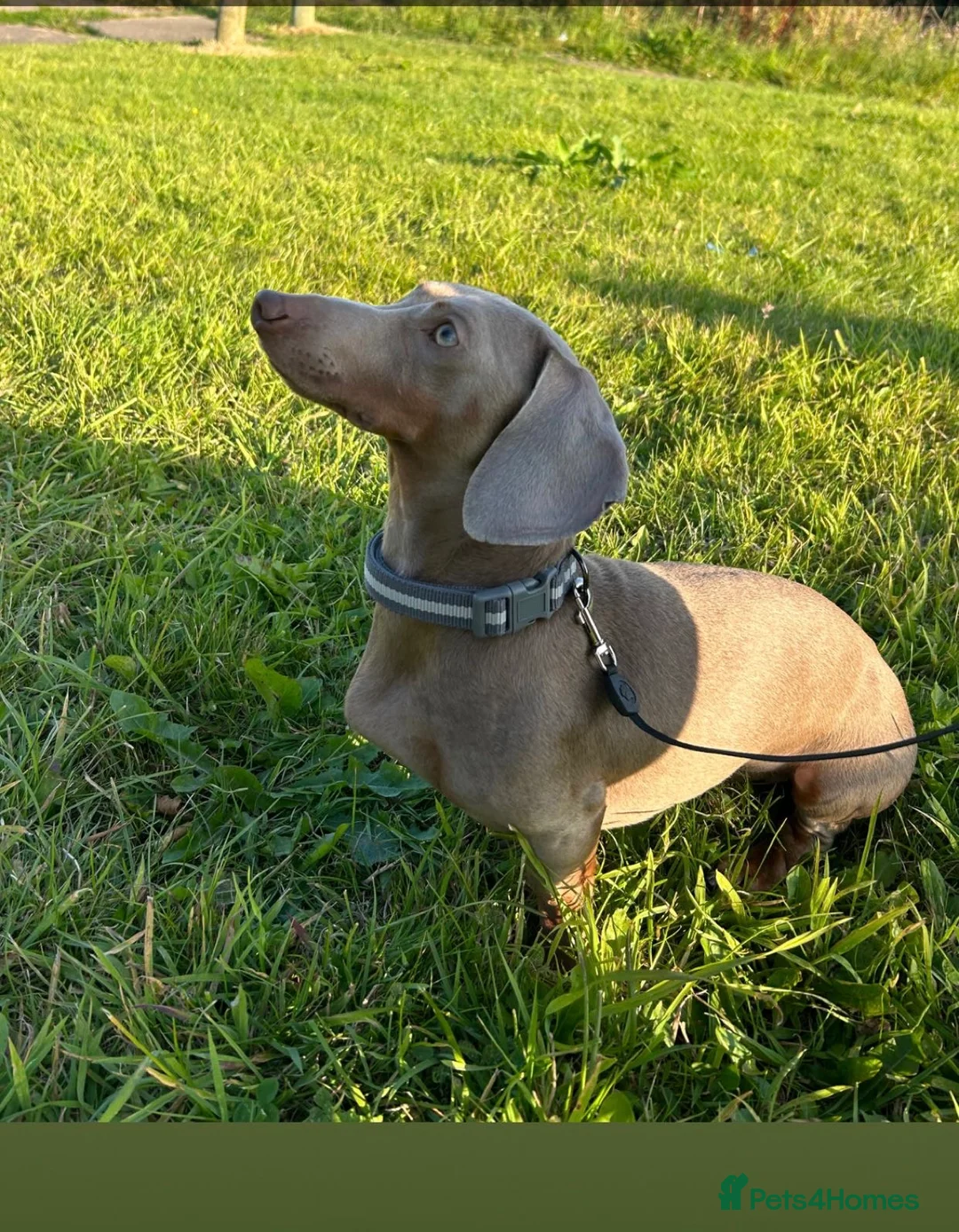 Miniature Dachshund dogs for stud: Proven Isabella and Tan Dachshund in Keighley - Advert 2