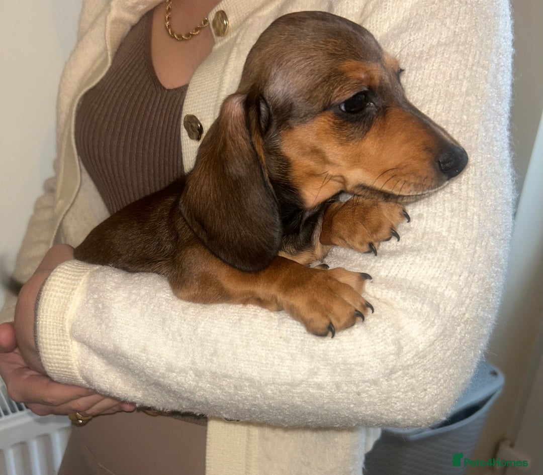 Miniature Dachshund dogs for sale: Miniature dachshund - Advert 11