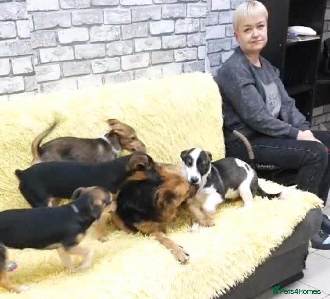 Mixed Breed dogs for adoption: 💖🐶 CHIKA 🐶💖 - Image 2