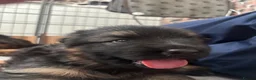 German Shepherd dogs for sale: Big,beautiful,wolf eyes puppies  - Advert 3