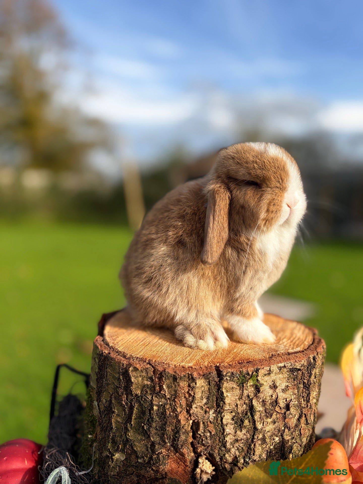 Mini Lop rabbits Friendly Baby Mini Lops - Advert 7