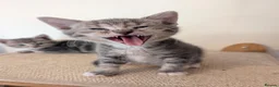 Mixed Breed cats for sale: Gorgeous kittens looking for forever homes - Advert 10