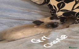 Ragdoll cats for sale: 6 gorgeous seal ragdoll kittens  - Image 6