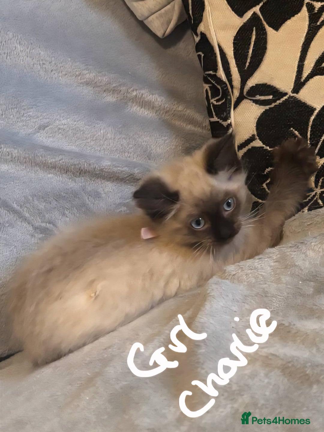 Ragdoll cats for sale: 6 gorgeous seal ragdoll kittens  - Image 6
