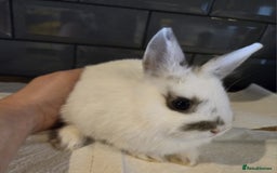 Netherland Dwarf rabbits for sale: Netherland dwarf rabbit 8 week old girl and boy  - Image 2