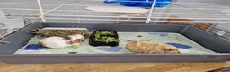 Guinea Pig rodents for sale: 2 x Female guinea pigs with cages, food etc  - Advert 2