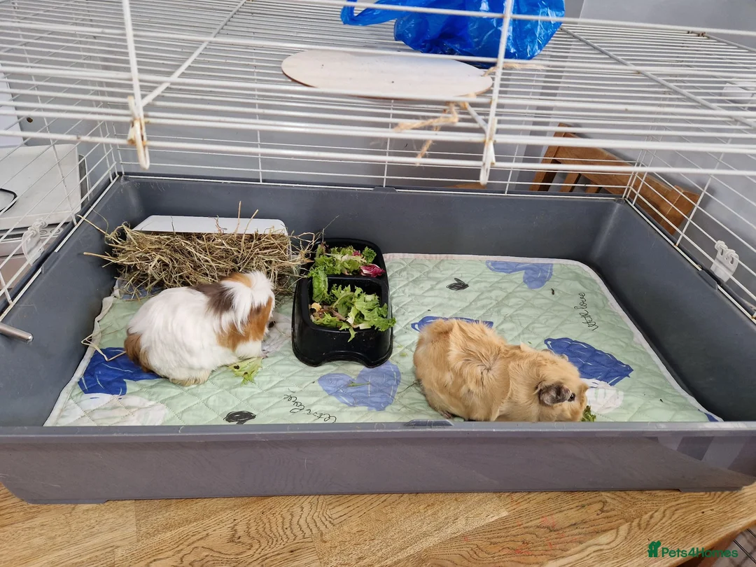 Guinea Pig rodents for sale: 2 x Female guinea pigs with cages, food etc  - Advert 2