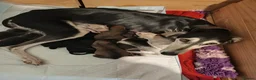 Saluki dogs for sale: Beautiful Saluki pups from champion lines - Advert 31