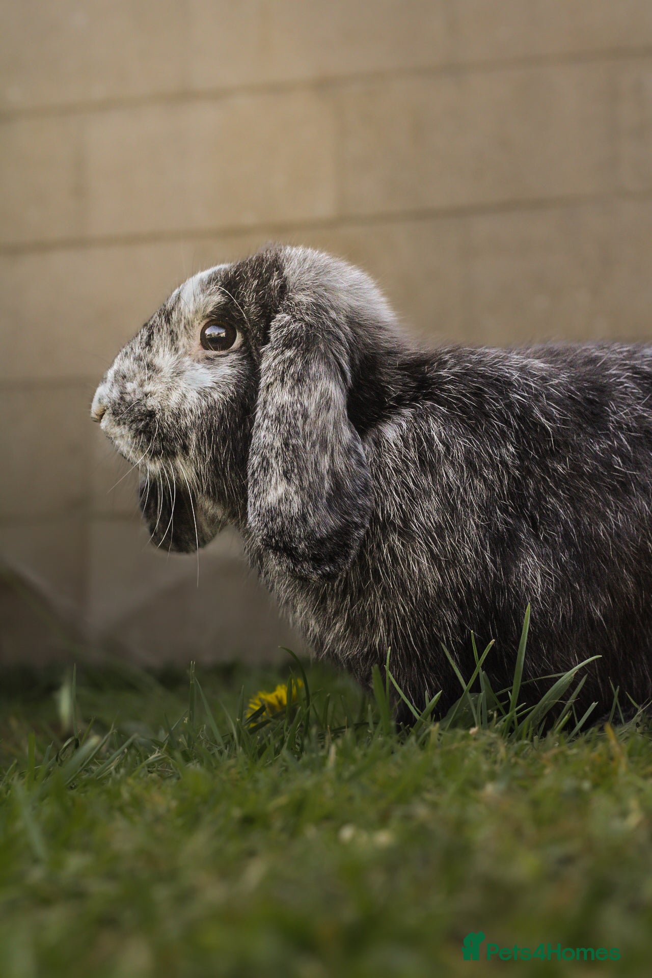 Mini Lop rabbits Mini Lop for rehome - Advert 1