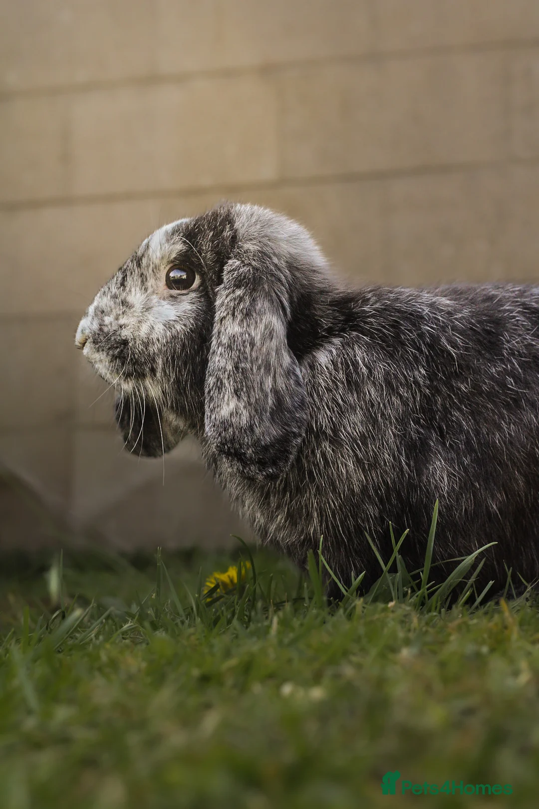 Mini Lop rabbits for sale: Mini Lop for rehome - Advert 1