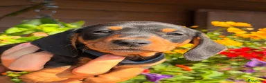 Miniature Dachshund 1