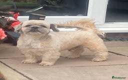 Lhasa Apso dogs for stud: Beautiful Lhasa Apso - Image 6