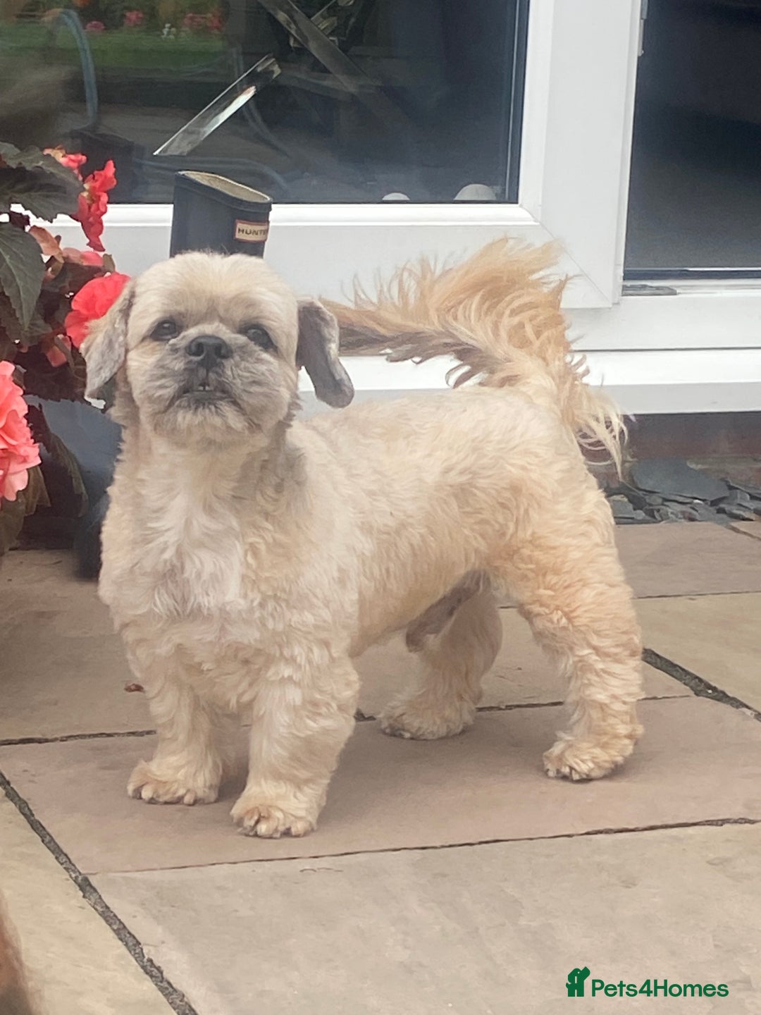 Lhasa Apso dogs for stud: Beautiful Lhasa Apso - Image 6