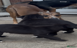 Mixed Breed dogs for sale: Collie x puppies - Image 5
