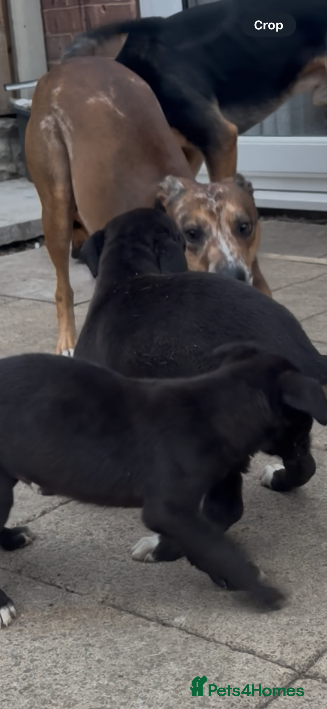 Mixed Breed dogs for sale: Collie x puppies - Image 5
