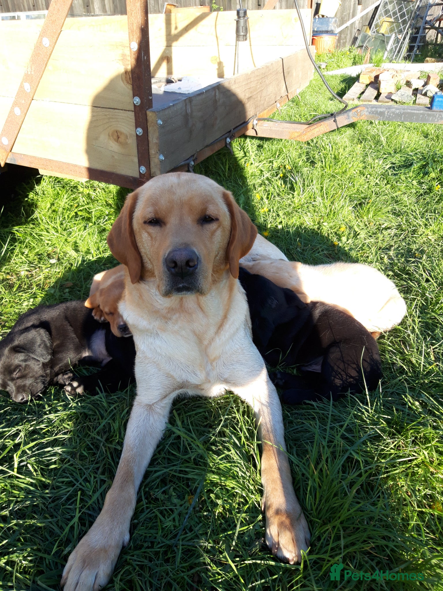 Labrador Retriever dogs Black male lab pups - Advert 1