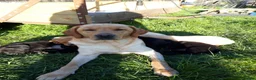 Labrador Retriever dogs for sale: Black male lab pups in Shrewsbury - Advert 1