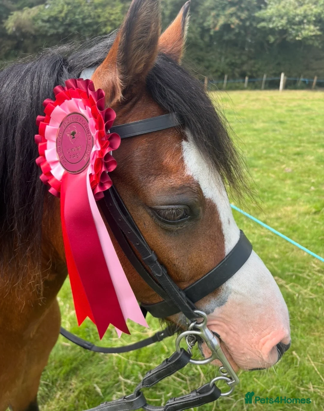 Welsh Section A horses for sale: Alfie - Advert 6