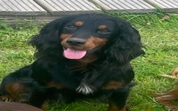 Cocker Spaniel dogs for stud: Champion Cocker Spaniel Studs in Darlington - Image 6