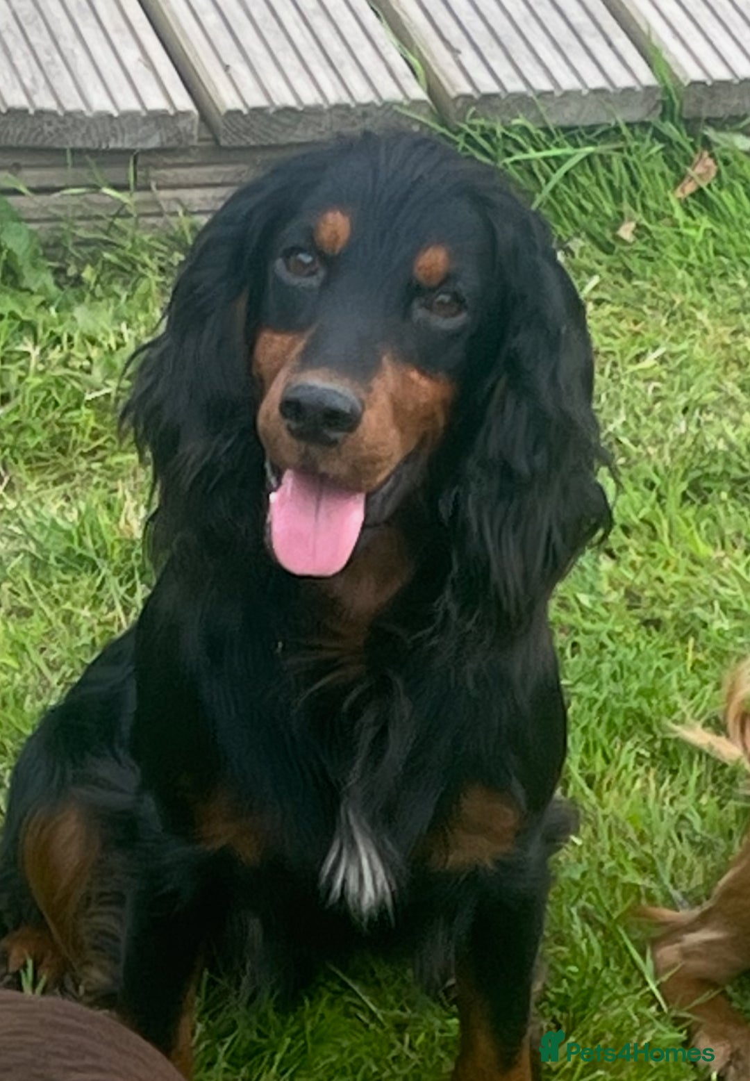 Cocker Spaniel dogs for stud: Champion Cocker Spaniel Studs in Darlington - Image 6