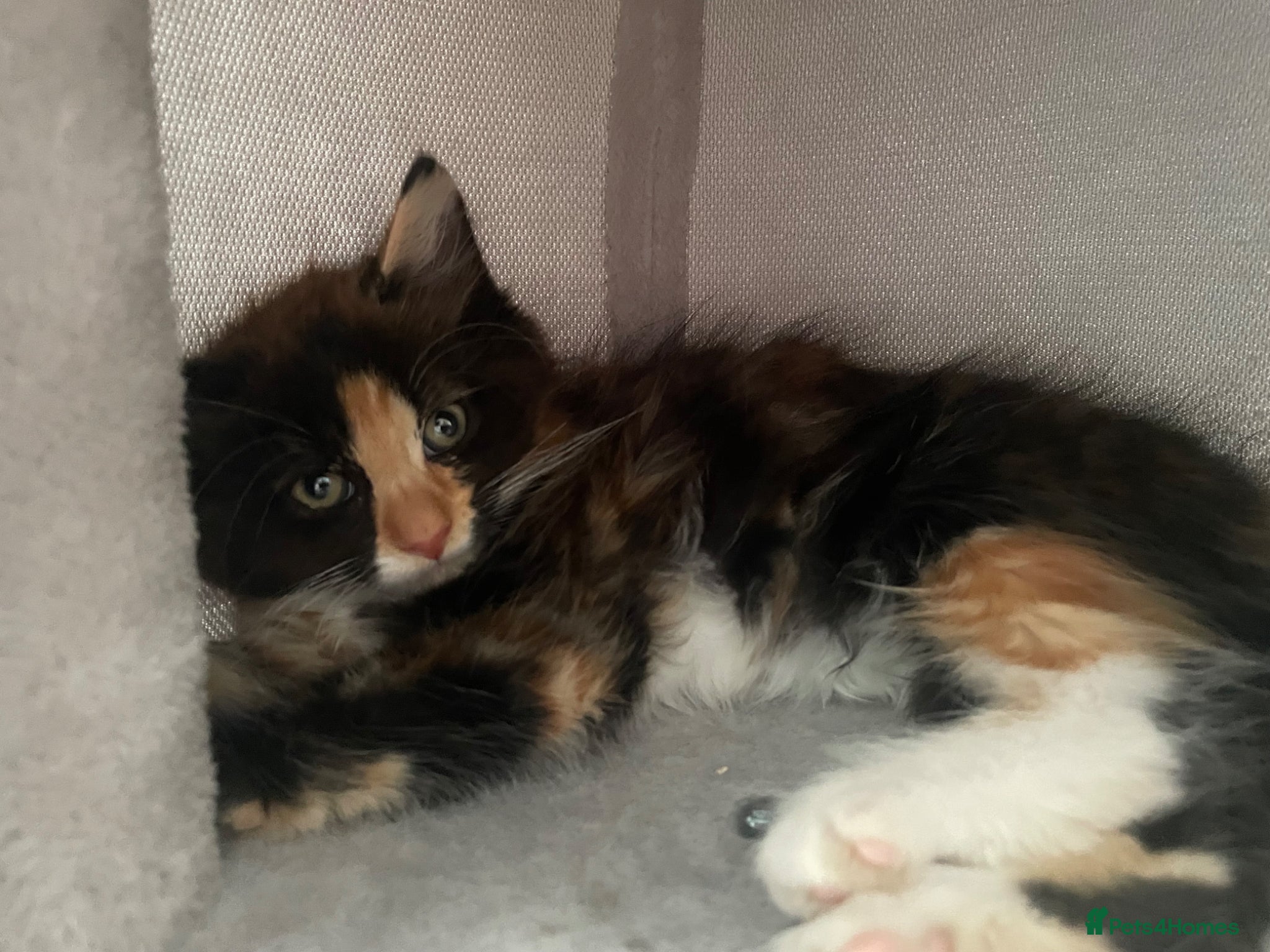 Mixed Breed cats beautiful kitten for sale - Advert 12