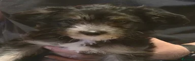 Chinese Crested 4