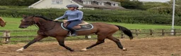 Irish Thoroughbred horses for sale: Smart , Straightforward, And Very Affordable  - Advert 2