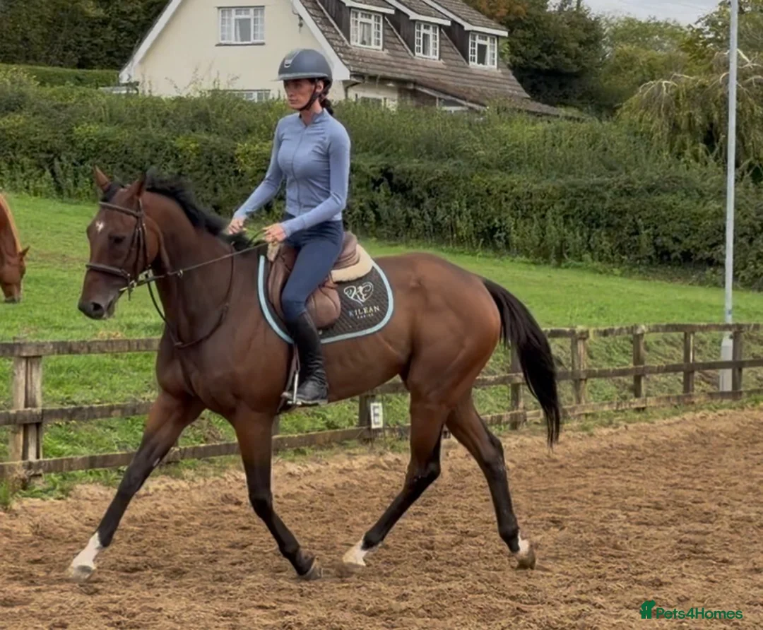 Irish Thoroughbred horses for sale: Smart , Straightforward, And Very Affordable  - Advert 2