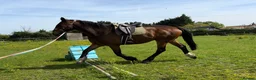 Shire horses for sale: 18.2hh 16yr old TB X Shire gelding - Advert 9