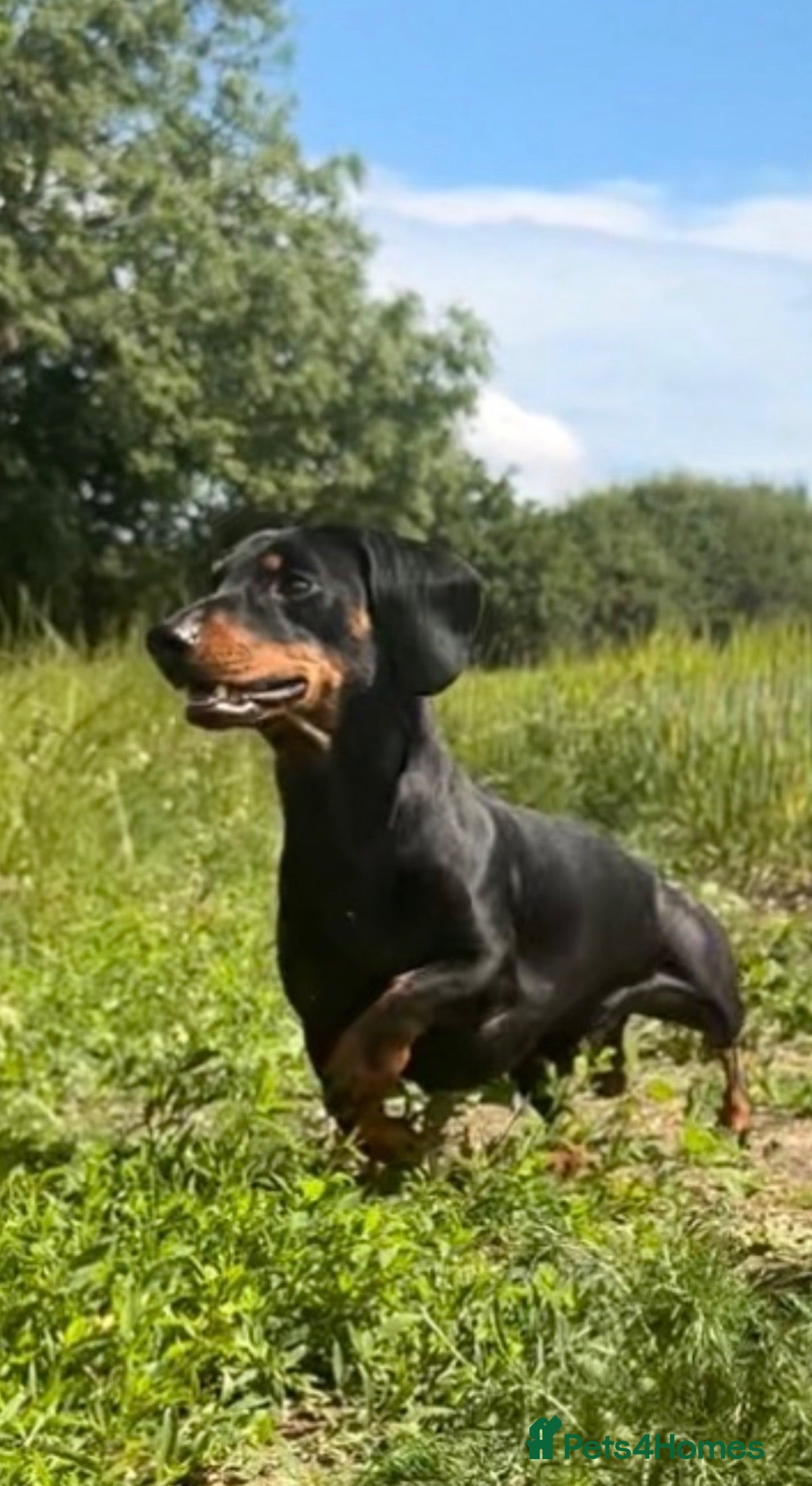 Miniature Dachshund dogs Rocco for stud  - Advert 1