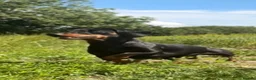 Miniature Dachshund dogs for stud: Rocco for stud  - Advert 1