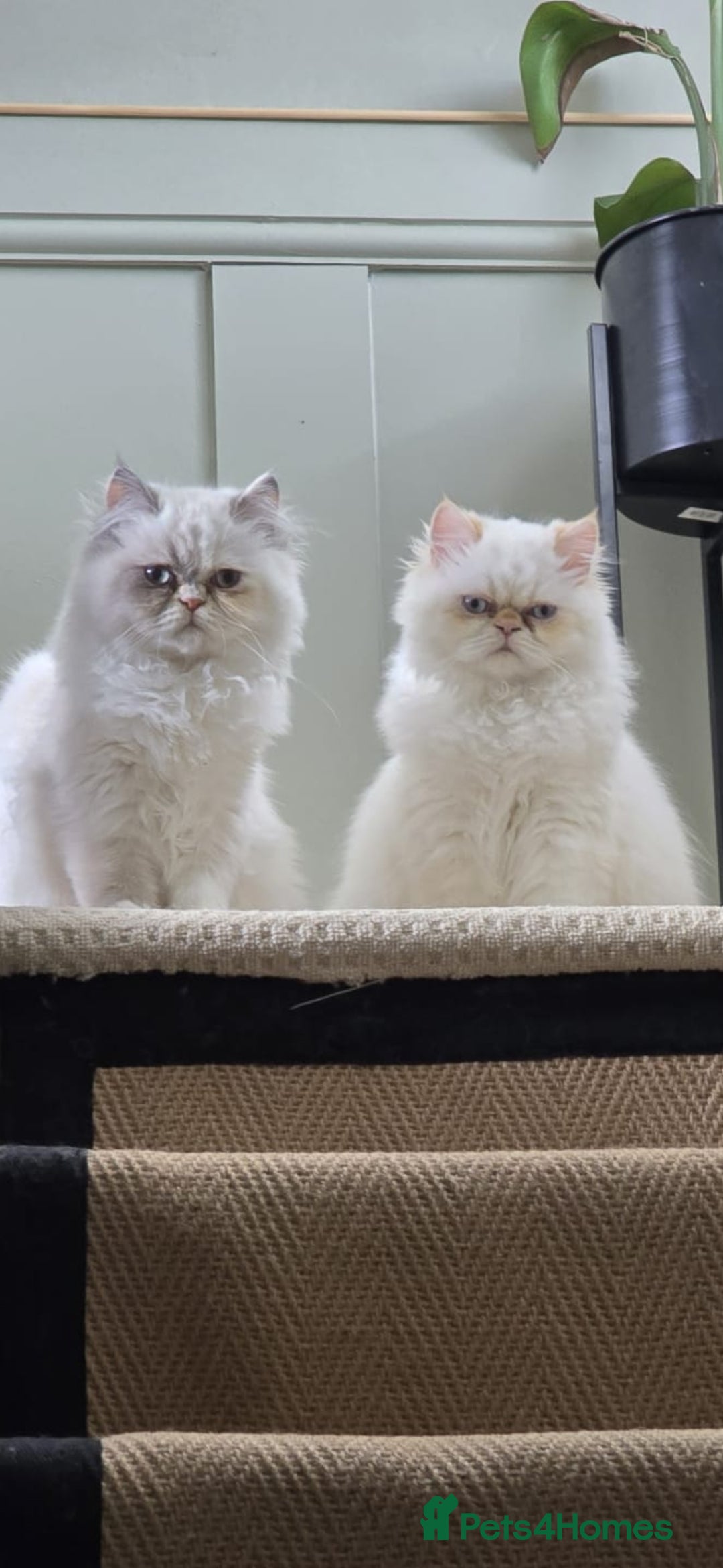 Persian cats for sale: Persian cats  - Advert 1